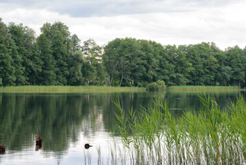 beautiful lake view in windless weather with green reeds on cloudy day in summer