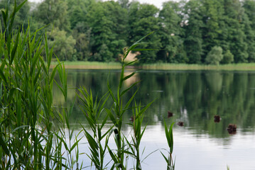 beautiful lake view in windless weather with green reeds on cloudy day in summer