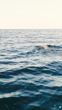 vertical video of dolphin swimming in blue sea with waves