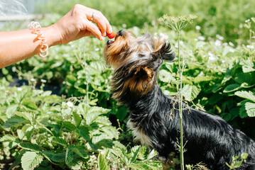 Close-up of female hand of pet owner feeding dog with berry outdoors. Funny Yorkshire terrier...