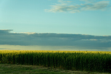 south of Ukraine. a field of wheat before a thunderstorm