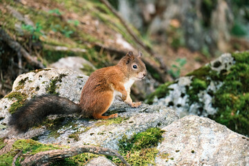 brown squirrel on a rock in the forest