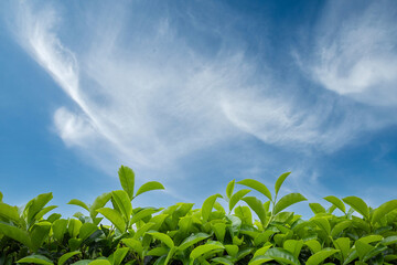 Tea Field Plantation in beautiful day and sky
