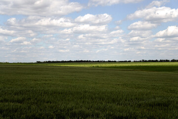 Obraz premium clouds in the south of Ukraine. Wheat field