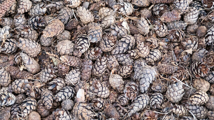 Pine or spruce cones lie on old dried up foliage and on pine needles. close-up