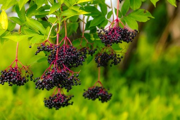 Close-up view of Elderberries hanging from the plant branches