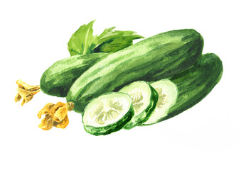 Green whole and cut Cucumber, Watercolor hand drawn illustration , isolated on white background