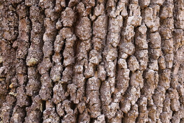 bark of a 100 year old oak