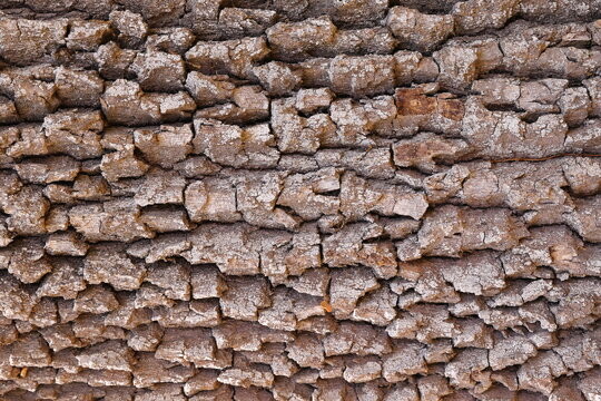 OAK BARK SHAPED OVER HUNDREDS OF YEARS