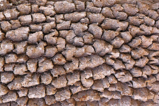THE BARK OF AN OLD OAK TRUNK