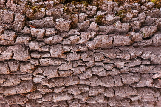 BARK OF THE TRUNK OF AN OLD OAK SHAPED BY TIME