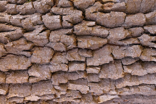 BARK OF A 300 YEAR OLD OAK