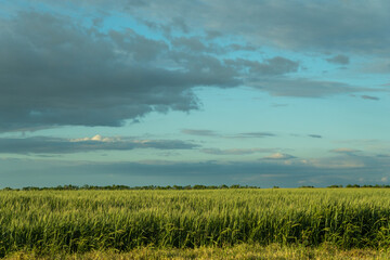 south of Ukraine. a field of wheat before a thunderstorm