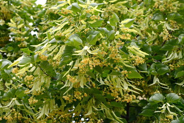 Fototapeta na wymiar Flowering large-leaf Linden (Tilia). The branches are covered with yellow flowers. Medicinal plant