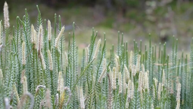 The green stiff clubmoss plants in the field on a spring day in Estonia