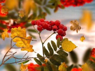 Autumn ash  red rowan berry branch  and  yellow leaves  on blue sky  season background template