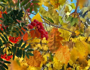 Autumn yellow leaves and rowan berry branch on front blue sky weather forecast 