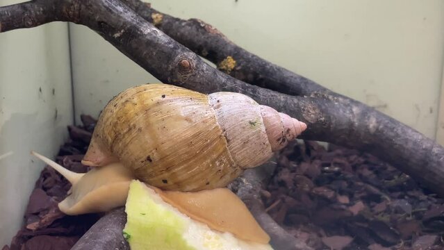 Eine Achatschnecke (Albino) in einem Terarium.