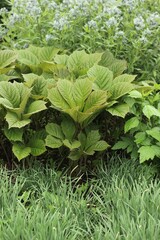 Green leafy plants growing in the fields.