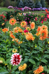 Colorful vivid  dahlia flowers growing outdoors in sunny day in autumn time in botanical park, beautiful floral background