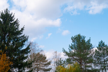 Variety of trees in the forest with cloudy sky in October