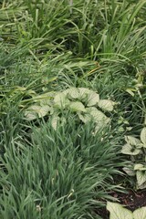 Green leafy plants growing in the fields.