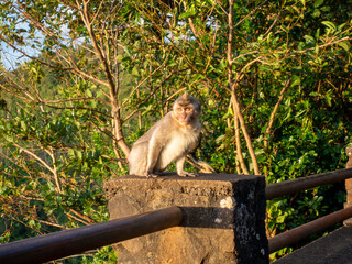 Long tailed macaque monkey (macaca fascicularis) at Black River National Park viewpoint Mauritius