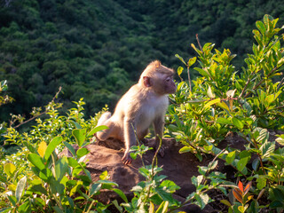 Long tailed macaque monkey (macaca fascicularis) at Black River National Park viewpoint Mauritius