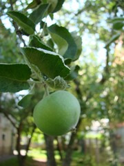 Green apples on the tree. Apple branch with fruits. Agriculture, organic, natural