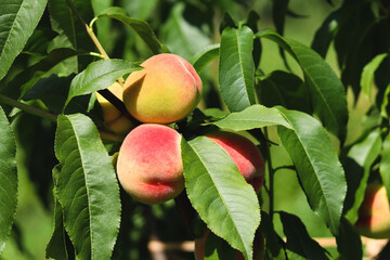 Ripe peaches on a peach tree close-up. Selective focus. Nature. Harvesting