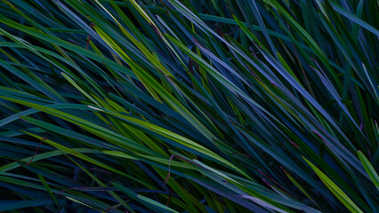 green turquoise blue grasses leaves bakcground