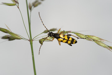 Un coléoptère jaune et noir aux allures de guèpe, le lepture tacheté (Rutpela maculata)