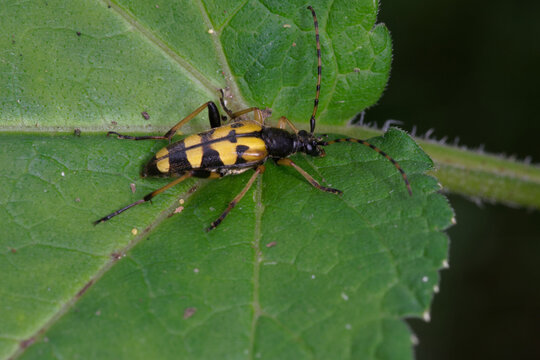 Un col&eacute;opt&egrave;re jaune et noir aux allures de gu&egrave;pe, le lepture tachet&eacute; (Rutpela maculata)