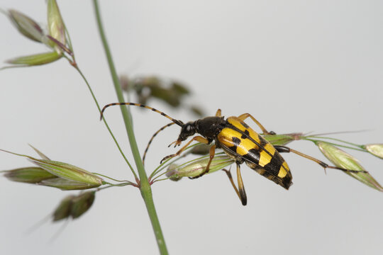 Un col&eacute;opt&egrave;re jaune et noir aux allures de gu&egrave;pe, le lepture tachet&eacute; (Rutpela maculata)