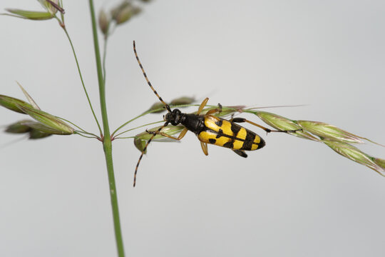 Un col&eacute;opt&egrave;re jaune et noir aux allures de gu&egrave;pe, le lepture tachet&eacute; (Rutpela maculata)