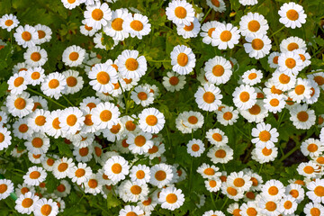 Green meadow with white chamomile flowers on a sunny day. Beautiful flower background top view.