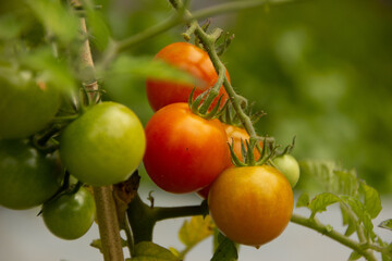  Tomatoes in summer