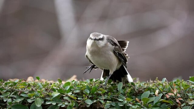 A Chalk-browed Mockingbird (Mimus saturninus) stretching wing in slow motion.