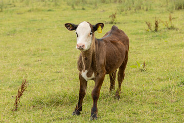 A brown calf with white face  stands in a field of spring green grass