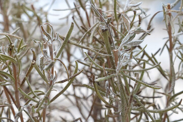 Sick houseplant. Disease of flowers and other plants. Dry plant.