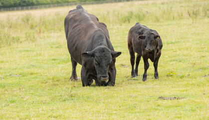 Fototapeta premium black stud bull on its haunches standing up watched closely by one of its offspring