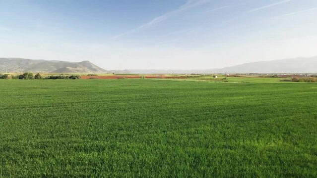 4K drone clip flying backward4K drone clip flying forward over blooming green fields in Greeces over blooming green fields in Greece