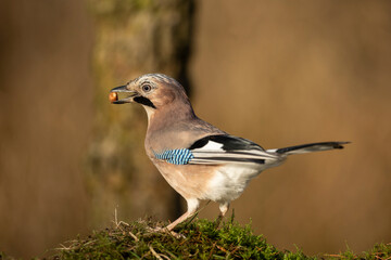 Close up of a European jay, Scientific name: Garrulus Glandarius, facing left in natural woodland habitat with beak filled with peanuts. Clean background. Copy space