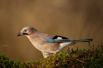 Close up of a European jay, Scientific name: Garrulus Glandarius, facing left in natural woodland habitat Clean background. Copy space