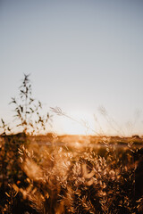 Golden Hour - Gräser im Sonnenuntergang