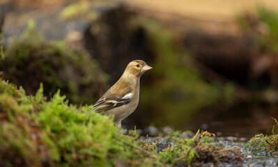 female chaffinch fringilla coelebs, standing by the side of a pond about to take a drink