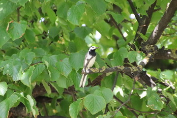 black capped kingfisher
