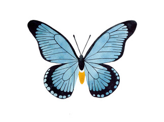 Fototapeta na wymiar Watercolor Blue Butterfly top view illustration. Isolated on white background. Watercolour insect.