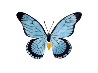 Watercolor Blue Butterfly top view illustration. Isolated on white background. Watercolour insect.