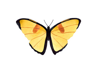 Watercolor Yellow Butterfly top view illustration. Isolated on white background. Watercolour insect.